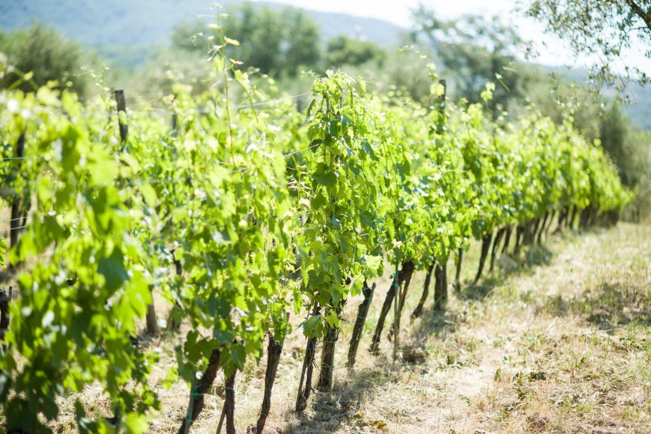 Ancora Del Chianti Bed & Breakfast Greve in Chianti Exterior photo